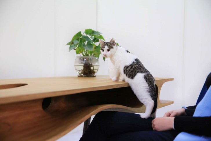 cat table