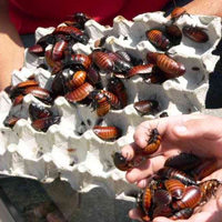 The Missing Link Between Architecture and Extermination of German Cockroach
