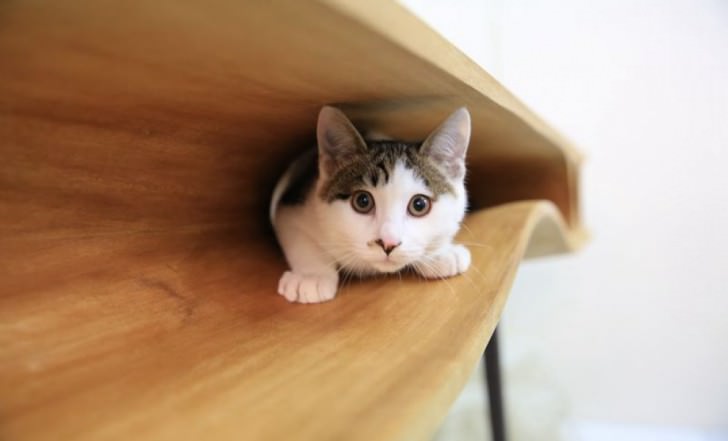 interior design cats