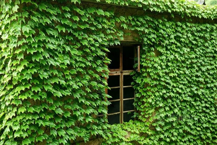 Abandoned Chinese Village On Goqui Island Swallowed By Mother Nature